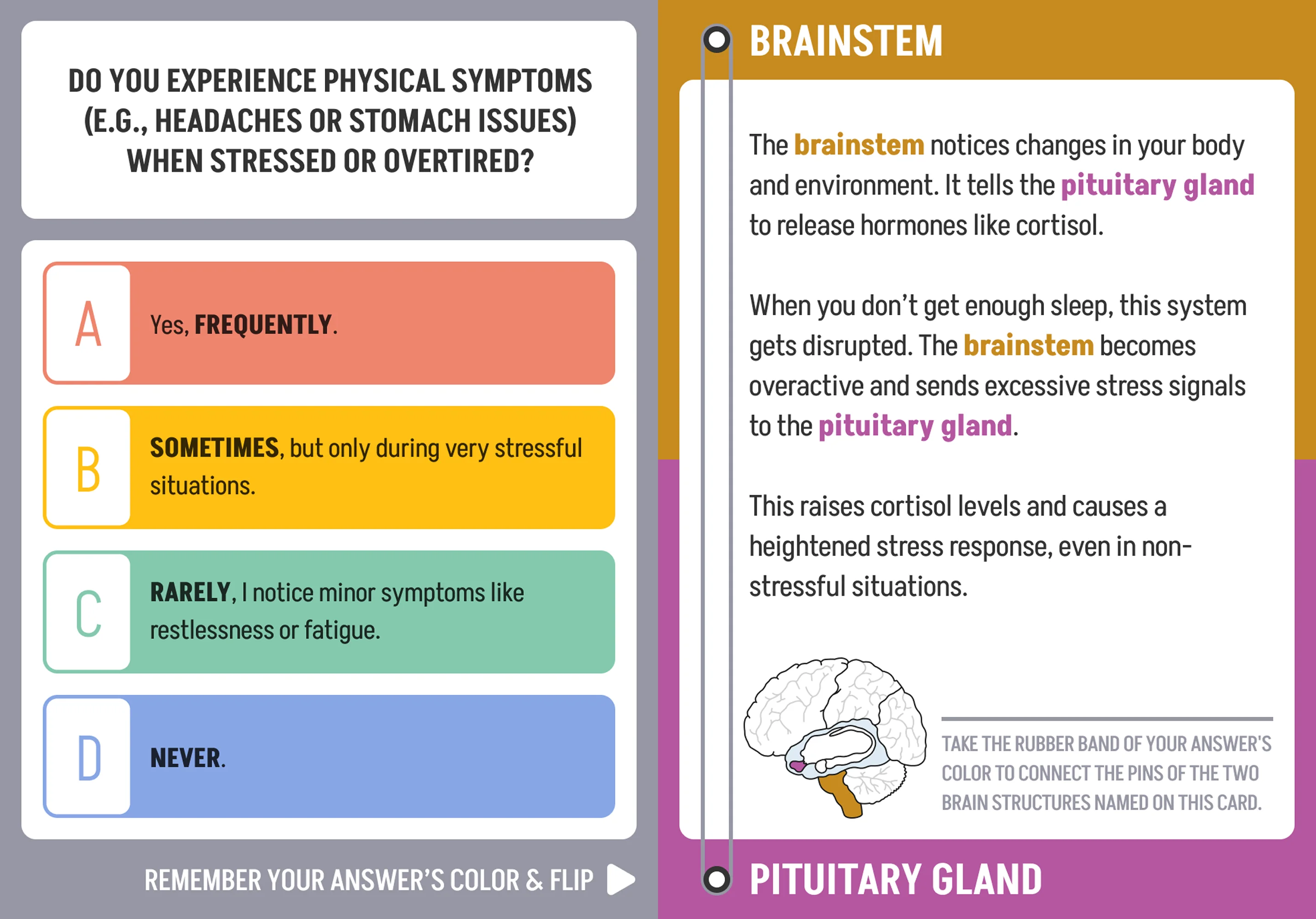 The question card, front and back. The front asks about physical symptoms when stressed or overtired, with four answers A to D in red, blue, yellow and green; the back is headed BRAINSTEM and PITUITARY GLAND, carries a drawing of the brain with both structures picked out, and ends with a line telling the visitor to take the band in their answer colour and loop it around those two pins.