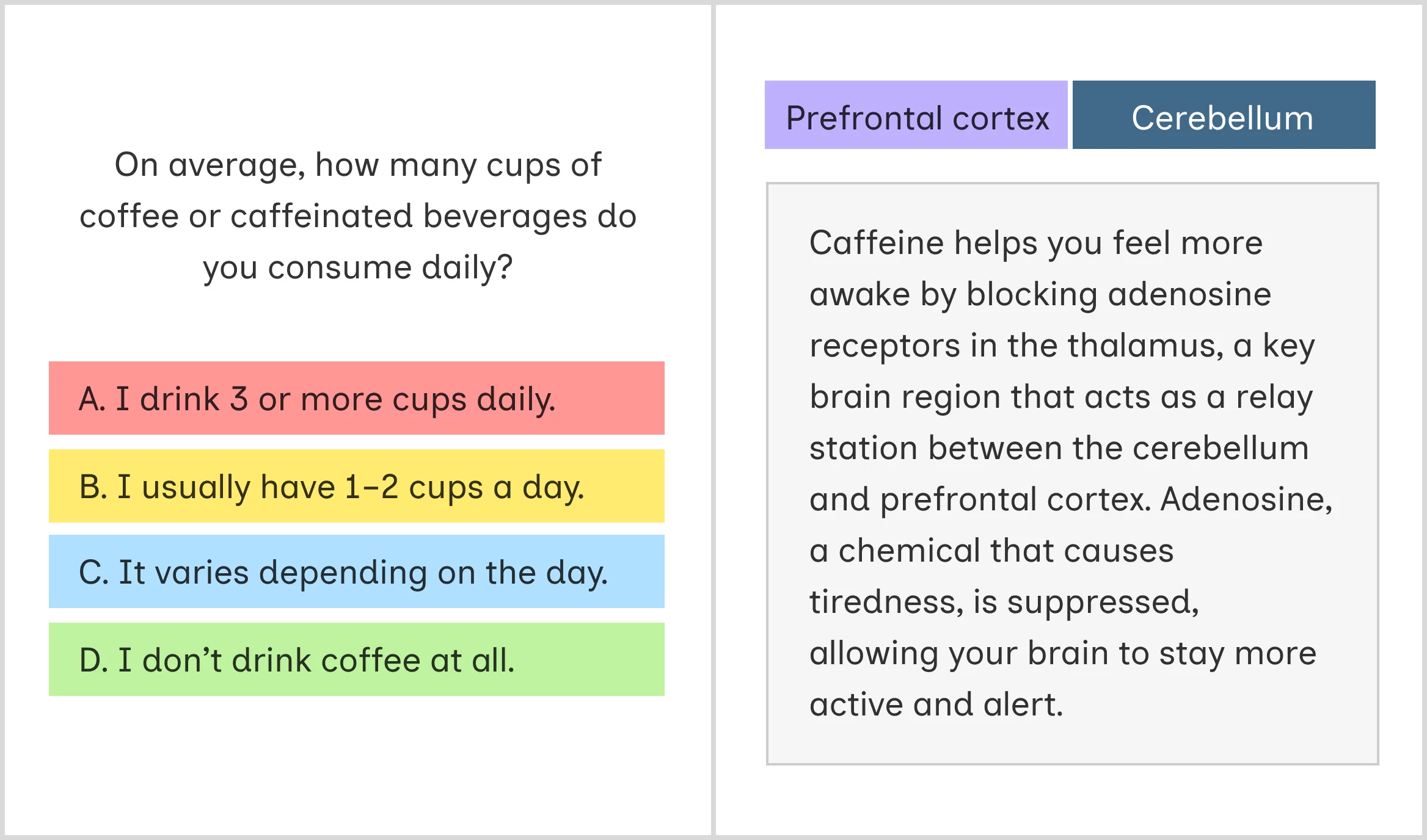 Version 2, front and back. The front asks how many cups of coffee a day over four coloured answers; the back names the prefrontal cortex and the cerebellum and explains how caffeine blocks adenosine.