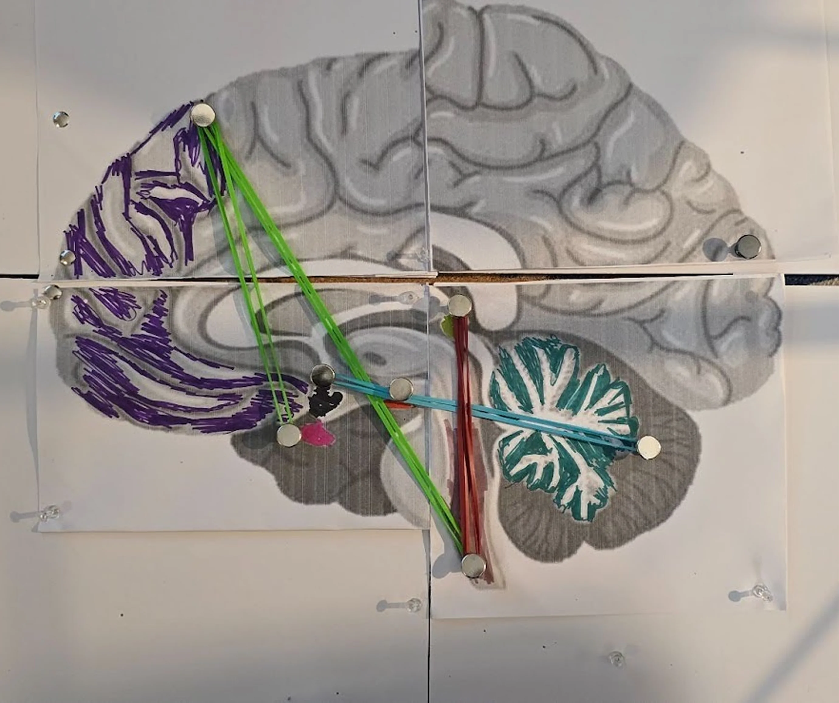 A printed greyscale brain cross-section on paper, its regions gone over in purple and teal marker, with drawing pins pushed through several of them and green, red and blue rubber bands stretched between the pins.