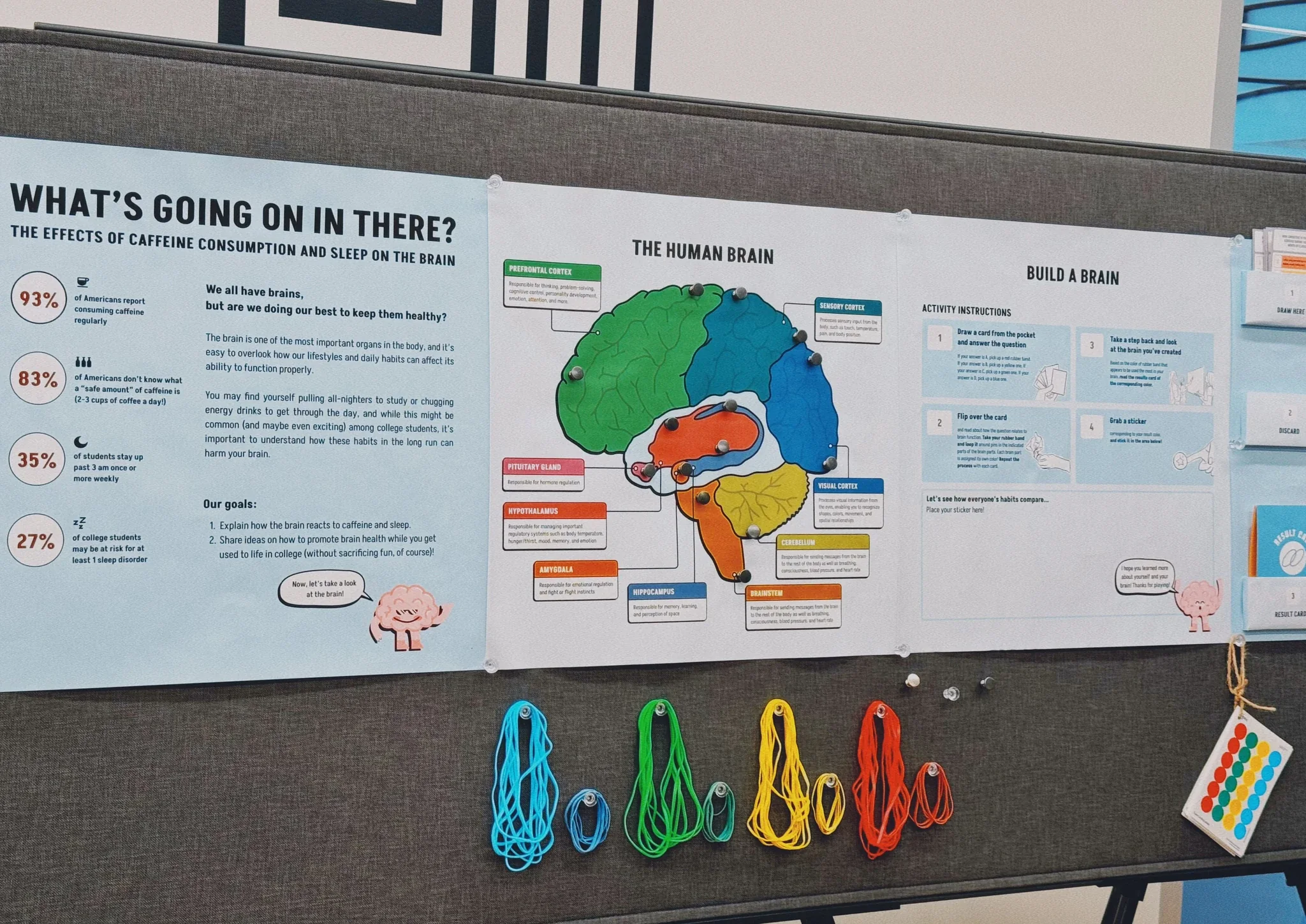 The installed exhibit seen straight on: a title panel of statistics, the brain map, and an activity-instructions panel, with four bundles of coloured rubber bands and the card holders pinned along the bottom.