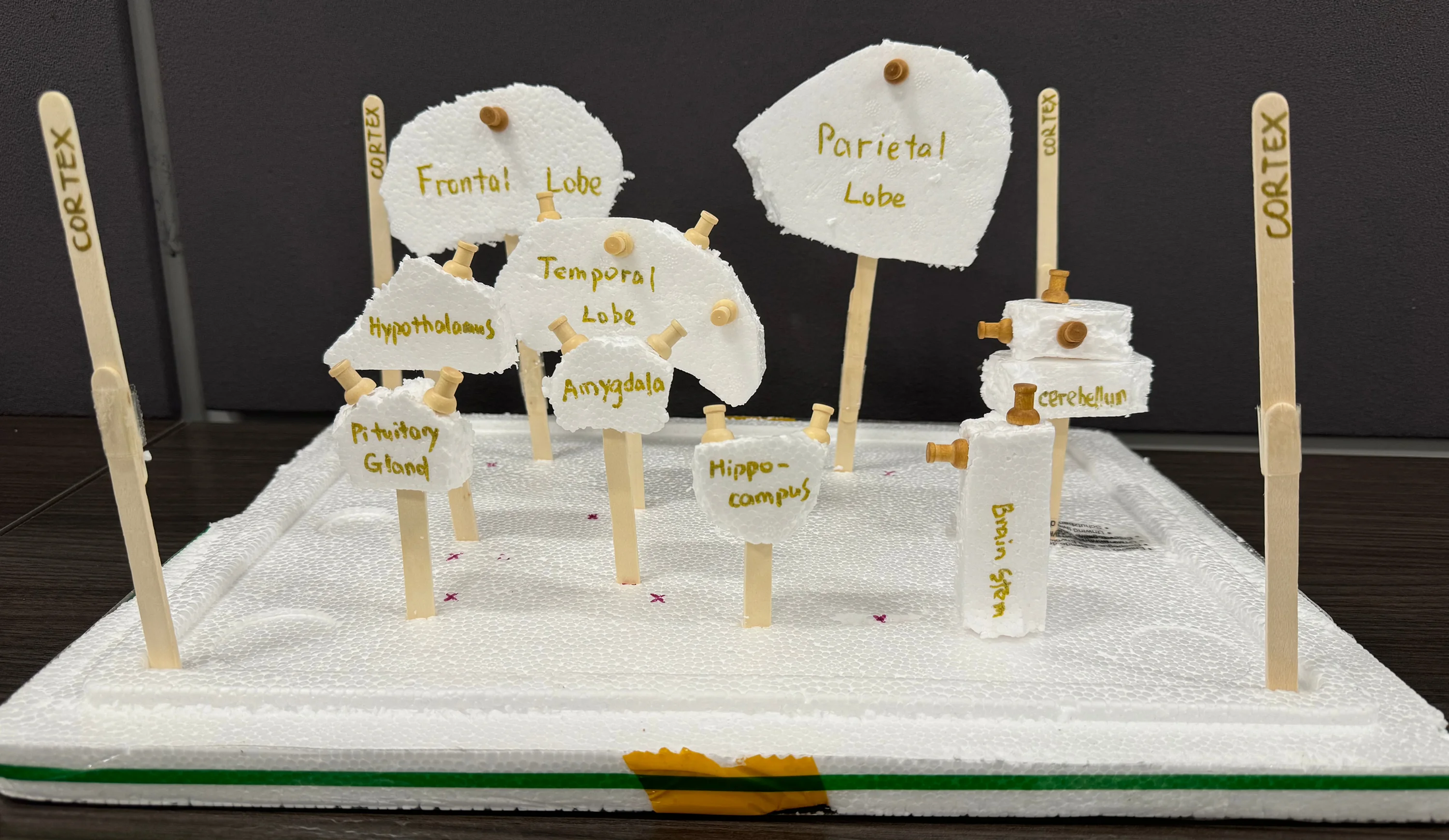 A standing prototype: hand-cut white foam pieces on wooden skewers in a foam base, each labelled in gold pen with a brain region, with a push pin in every piece and four skewers marked CORTEX around the edge.