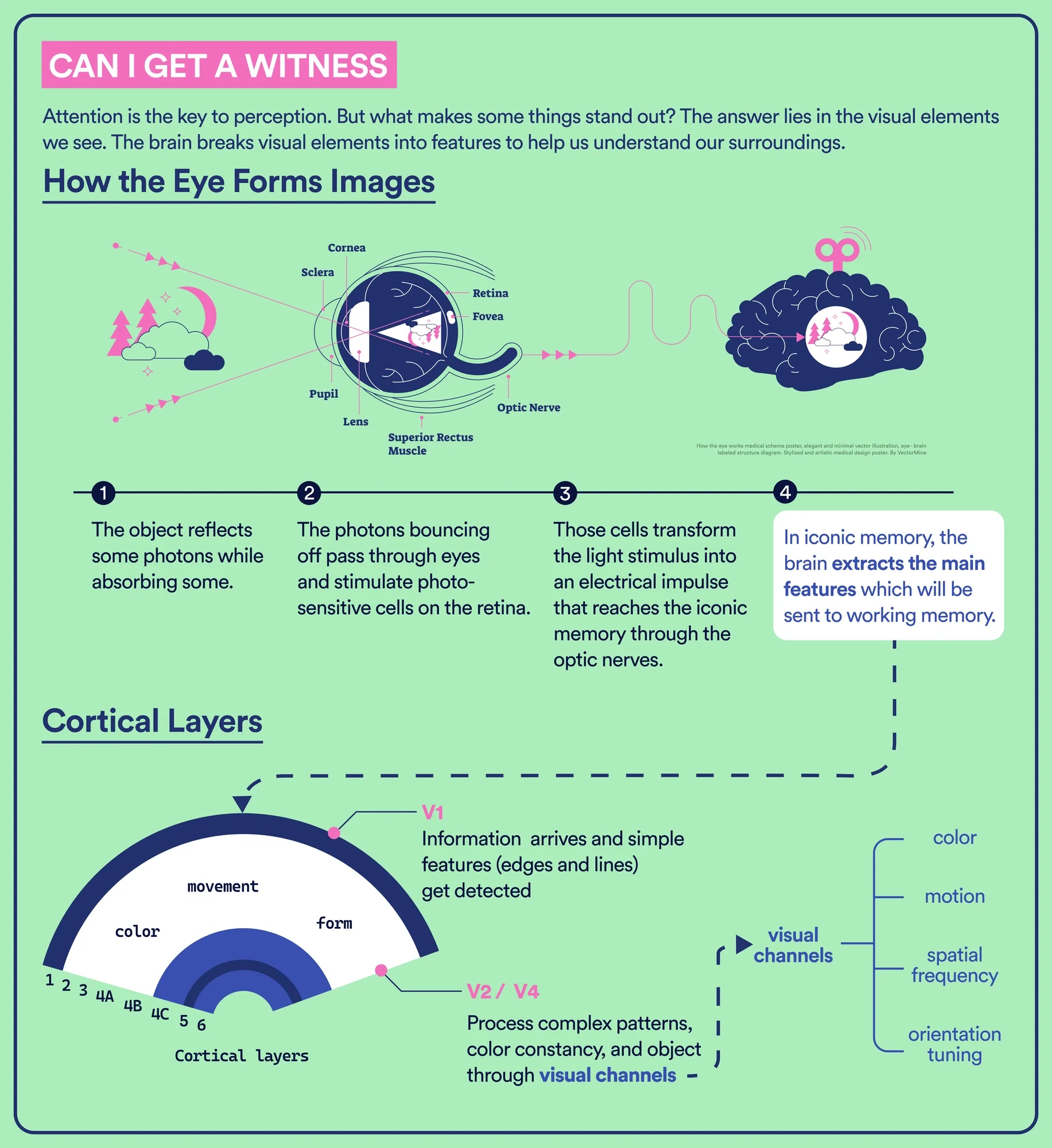 A poster panel with a labeled eye and brain illustration, four numbered steps, and a fan-shaped diagram annotated with V1, V2, and V4.